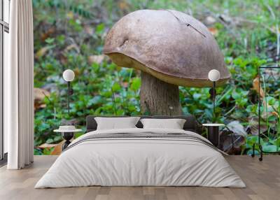 brown cap boletus mushroom Wall mural