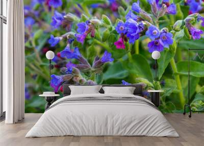 spring wild flower pulmonaria officinalis, common lungwort in nature at springtime. Wall mural