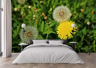 Blooming bright yellow Taraxacum flowers in a meadow on a spring, sunny day Wall mural