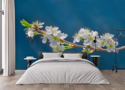 Blossoming cherry branch on a blurred background. Beautiful white cherry blossoms blooming on branch close up. Wall mural