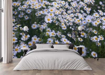 Close-up of white chamomile flowers. Summer landscape. White chamomile flowers. Wall mural