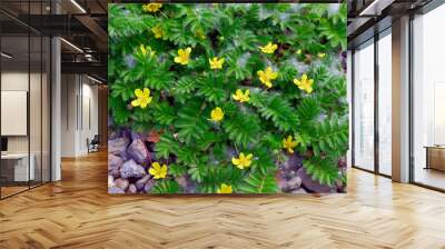 Closeup Potentilla anserina known as Argentina anserina with blurred background on meadow Wall mural