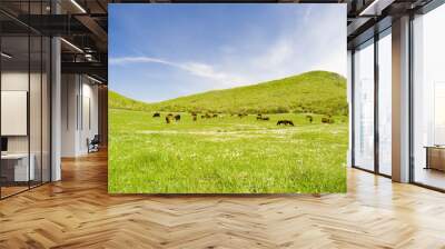 cows on a pasture Wall mural