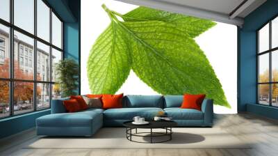 green leafs with drops of water Wall mural