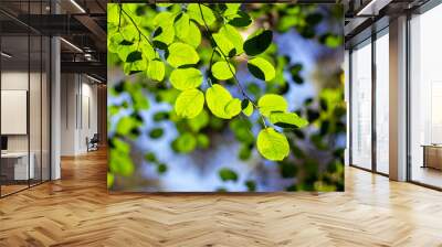 Green leaves background in forest on sunny day Wall mural