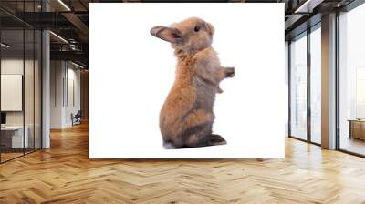 Baby cute rabbits has a pointed ears, brown fur and sparkling eyes, was standing and looking up, on white Isolated background, to Easter festival and holidays concept. Wall mural