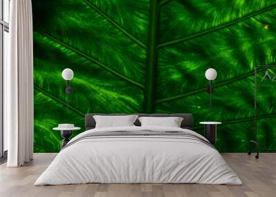 Beautiful Banana leafs background. Wall mural