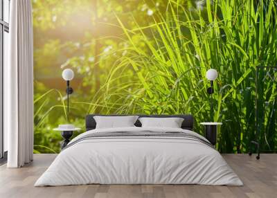 Lemongrass grown in the vegetable garden, herbs have medicinal properties. Wall mural