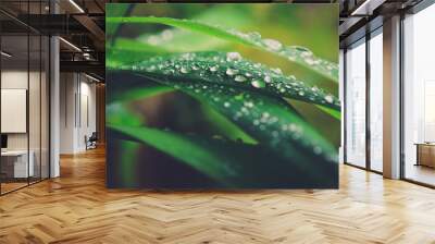 Water drops on a green grass with Nature background,Early morning dew on grass.selected focus Wall mural