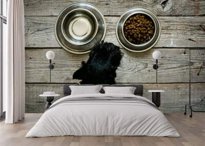 Dog food concept - dog eating dry food from bowl, top view Wall mural