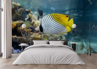 Closeup of a threadfin butterflyfish (Chaetodon auriga) swimming in an aquarium Wall mural