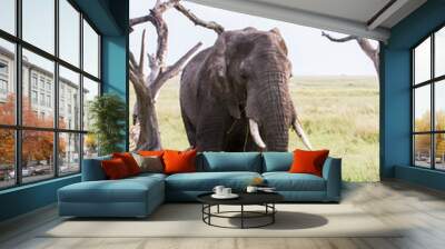 African elephants (Loxodonta africana) in Tanzania, Serengeti National Park Wall mural