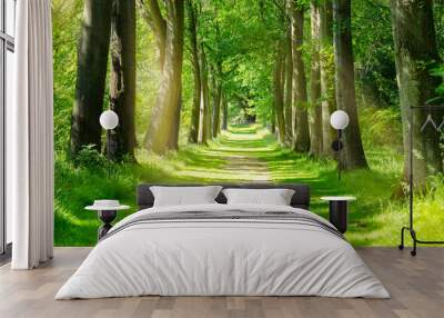 Beautiful Green Forest trees with morning sunlight, Path in spring forest Wall mural