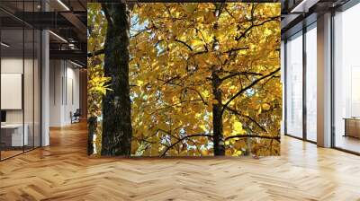 Colorful Hickory tree (Carya tomentosa) with bright yellow leaves background texture, Autumn in Georgia USA. Wall mural