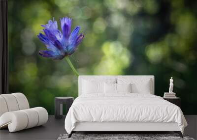 blue flower of green grass Wall mural