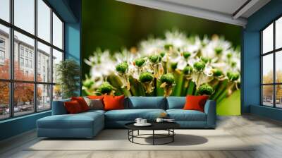 beautiful summer flower on blurred natural background, close-up view Wall mural