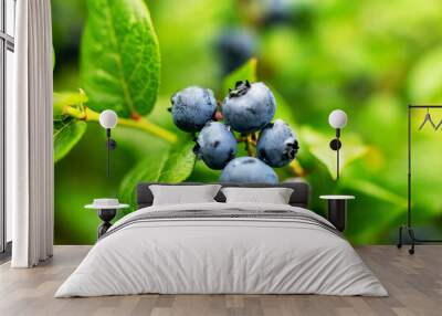 blueberry field, close-up view of juicy blueberry berries, harvest time, autumn Wall mural