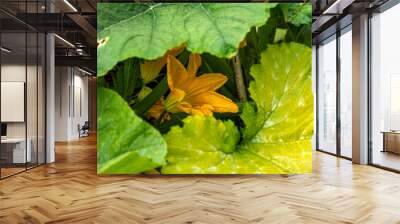 zucchini flower close-up, macro photography, colorful background, summer Wall mural