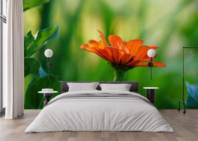 Zinnia in full bloom. Orange summer flower in the garden. Wall mural