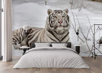 A white bengal tiger, calm lying on fresh snow. Wall mural