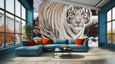 Stare of a calm white bengal tiger in winter forest. The most beautiful animal and very dangerous beast of the world. This severe raptor is a pearl of the wildlife. An excellent animal portrait. Wall mural