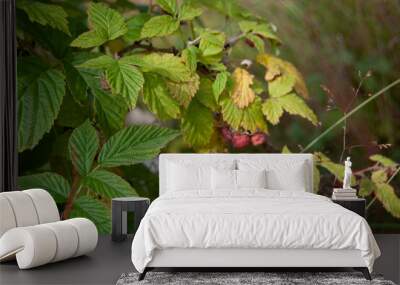 Branch of ripe and unripe wild raspberries Wall mural