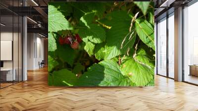 Branch of ripe and unripe wild raspberries Wall mural