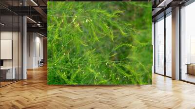 Feathery fern like leaves of asparagus plants Wall mural