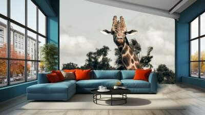 giraffe Wall mural