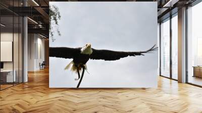 Eagle Wall mural