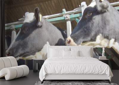 2 cows Wall mural