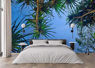 Pandanus tectorius tree under clear blue sky. Tropical beach vegetation Wall mural