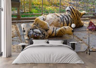 A tiger in a zoo cage lies on its back after lunch. Wall mural