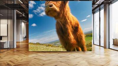 Close-up of a Scottish Highland Cattle. Scotland, UK Wall mural