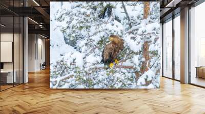 Eagle in snow Wall mural