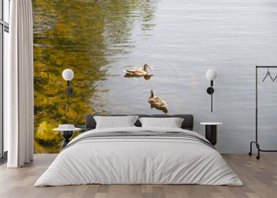 Two ducks floating on a river, sunny daytime, nobody Wall mural