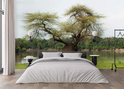 African tree zambia Wall mural