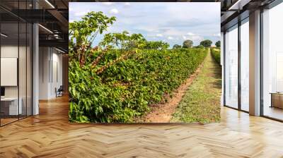 coffee beans on coffee tree on the plantation in brazilian farm. Brazil Wall mural