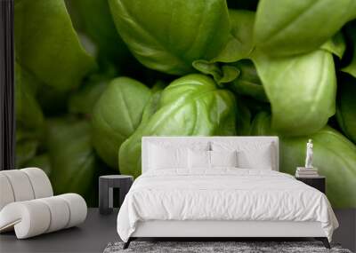 close up on ripe basil leaves Wall mural