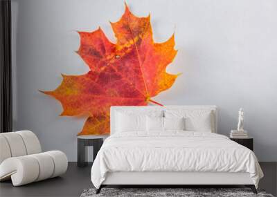 Colorful autumn maple leaf with white background Wall mural