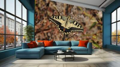 farfalla Wall mural