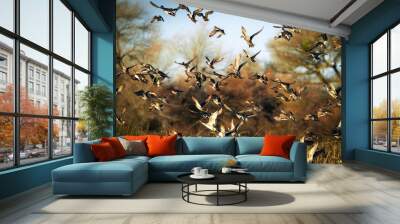 Flock of ducks Wall mural