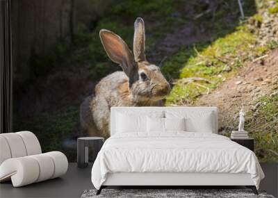 image with detail of a brown looking hare. Wall mural