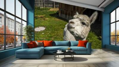 alpaca adorable fluffy portrait looking at you Wall mural