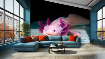 axolotl mexican salamander portrait underwater Wall mural