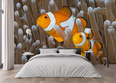 Clown fish while looking at you from anemone Wall mural