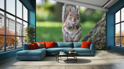 grey squirrel on the green portrait look at you Wall mural