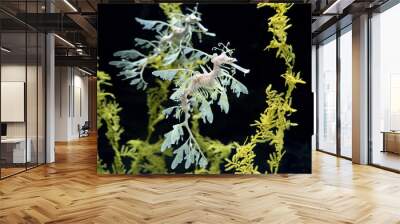 leafy sea horse dragon underwater Wall mural