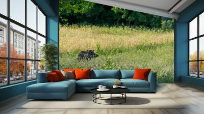 mother wild boar running Wall mural