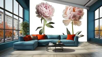 peony flower group of 4 in white and pink. isolated on transparent background. created using generat Wall mural